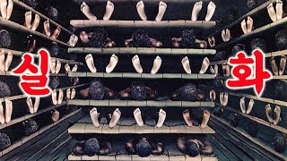 🔥"No Hope, No Escape"🔥The story of a modern slave who had to give up on being a human being!