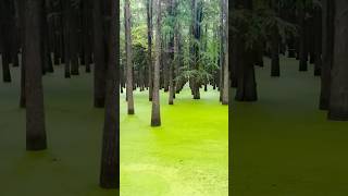 水上森林 water forest #大自然 #公园 #nature #户外 #美景