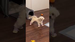 Super happy dogs #happydog  #dog  #funnyvideos  #funnydogs  #cutedog  #doglife  #dogs