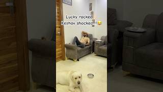 Lucky rocked🤘🏻Keshav shocked..!!😂 #viralvideo #comedy #viraldog #family #funnypet #trending #dog