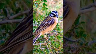 Most beautiful birds 🐦❤️#nature #birds #amazing #wildlife #shortvideo #shorts