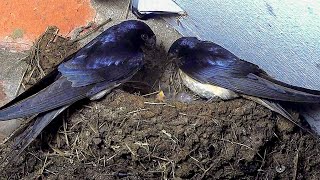 First Glimpses of Barn Swallows Hatching | Discover Wildlife | Robert E Fuller
