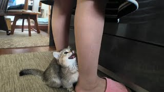 鳴き止まない寂しがり屋の短足マンチカン仔猫をお婆ちゃんが助けます Grandma helps short-legged Munchkin kitten who won't stop crying