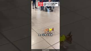 コロンビアの空港で探知犬を務めるチワワ
