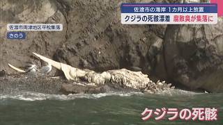 A whale carcass washed ashore after being left on the beach for over a month, and the stench of d...