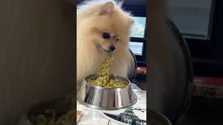🐶뽀뽀에게 라면 끓여 줬더니 한그릇 순삭! 강아지 라면먹방 mukbang korean