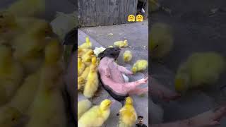 cute pig #duck #pigdog #animals #ducklings #cute #chicken #tiger #funnyanimal #cutebaby #tigee