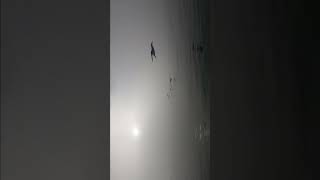 #pelicans #surf #fog #foggy #ocean #water #life #home #secondhome #1000subscriber