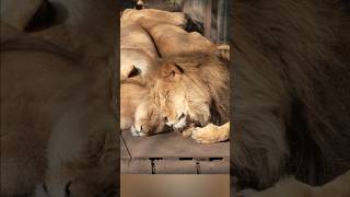 【旭山動物園ライオン】オリト＆イオ「いつも君のそばに」#shorts #ライオン #オリト #イオ #旭山動物園 #asahiyamazoo