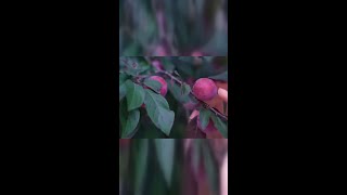 凤姐的果酒竟成老公心头宝！