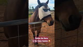 Pickles is a funny animal! 😂   #short #shorts #shorts30 #short30 #short10 #short5
