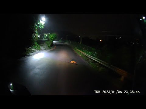 白鼻心 自殺攻擊
