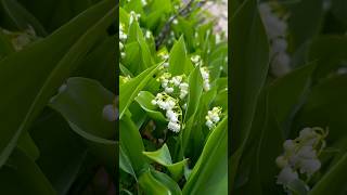 可愛いすぎる！香りもいいスズランが満開　#スズラン #すずらん #花 #muguet #lily #garden #jardin #季節の花 #香り