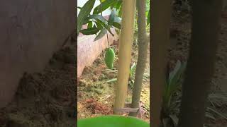 ছোট ফল সবজির  বাগান | Mini Vegetable gardens | পুর্বাচল নীলামার্কেট সেক্টর ১৩