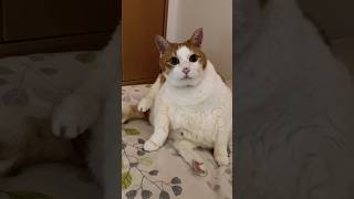 こんなに太らせてごめんね #shorts #cat #猫のいる暮らし #ねこ #老猫 #高齢猫 #でぶねこ