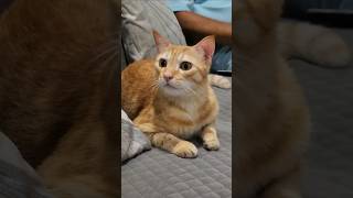 Muh mota mota simba😻😂 #cat #catlovers #funny #cutecats #catshorts #catfunny #cute #cuteness #cats