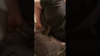 ♪パパさんの背中にそっとよりそうグレー猫②