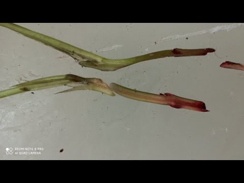 Studying The Transpiration Pull