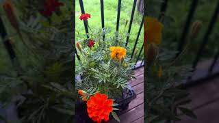 #flowers #australia #timepassvlog