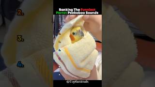 Ranking The Funniest Parrot Peekaboo Sounds 🤣 #parrot #sound
