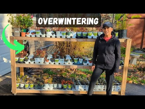 Plants Overwintering In My Garage | November Tour Update