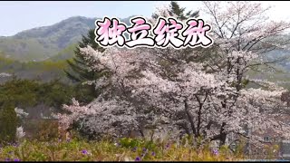 《独立绽放》｜当你足够独立 变得强大 爱才会以美好模样到达｜好聽的歌曲｜男女合唱｜