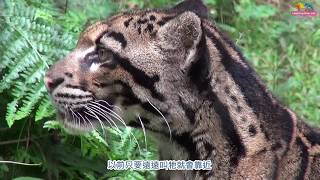 永別了雲豹奶奶「雲新」 查緝入動物園度一生