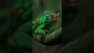 wildlife eating  #4k #nature #4kvideo #120fps #wildlife #dolbyvision #4khdr #12k #12khdr