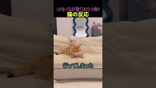 人が去ってもまだ撫でられていた時の猫の反応#猫　#猫のいる暮らし　#猫動画　#ねこ　#可愛い　#ペット　#かわいい　#2ch