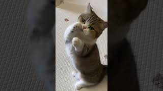 Cute Munchkin Cat