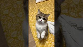 Please Adore Me (Cute Kitty)