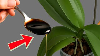 1 tablespoon per week! Your orchid will root and flower all year round