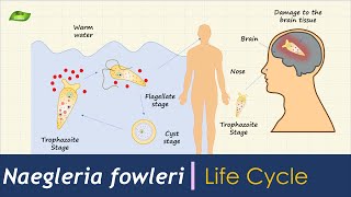 Naegleria fowleri | Life Cycle | Parasitology | Basic Science Series
