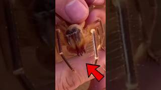 Truth About Camel Spider! #creepyanimals