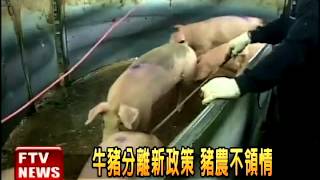 牛豬分離新政策 豬農不領情－民視新聞