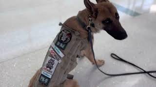 PK9 TAKES OVER HARTSFIELD JACKSON AIRPORT … SERVICE DOG TRAINING!