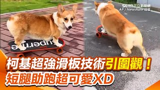 柯基超強滑板技術引圍觀！控制方向易如反掌完美閃避障礙物 短腿助跑超可愛XD｜三立新聞網 SETN.com