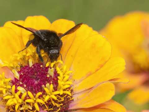 ハチのムサシは死んだのさ Dicen que la abeja Musashi se murió / やまもときょうこ YAMAMOTO KYOKO