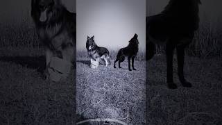 Wolf vs gsd #germanshepherd #5amazing #facts #5amezingfacts #doglover #top5amezingfacts  #3amazing