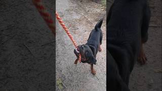 #newsong #rottweiler #dogtraining #doglover #dogshorts #trending #viralvideo #shorts #bhoot #seo #_