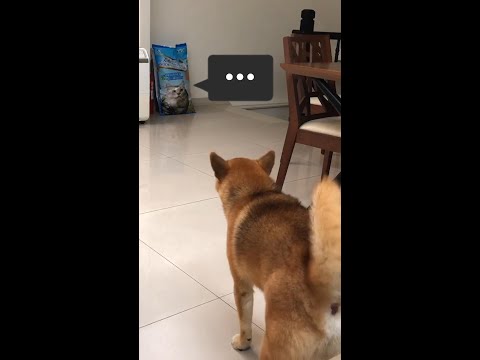狗狗把貓糧看成貓，一直狂吠，貓糧表示:惹到你了嗎?(The cat food says: Do I mess with  you?)