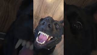 What do we say in the morning? #animalloversclub #catdogfunny #funnypets #funnycats #doglife