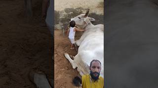#cow #cowlover #cowfunny #funnycow #cowshorts #cowbaby #cowboy #cowvideo #cowcows #cowvsbull