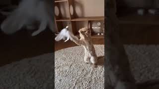 エマの本気モード#猫と暮らす #エマたんの日常 #猫じゃらし遊び #くらしの中に猫とふたり #猫のいる幸せ #ゆるやかな時間 #穏やかな日々 #小さなしあわせ