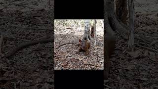 FOSA - El depredador de Madagascar - Cryptoprocta ferox - Gigantismo insular - Cazador de lemures