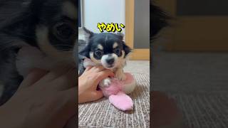 気になるヌシとキレるチワワ #chihuahua #dog