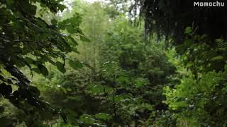 【白噪音】"森林下雨聲",10小時,ASMR,放鬆,讀書,專心,睡眠,舒壓,消除疲勞,療癒,冥想,專注力,瑜伽音樂,咖啡廳