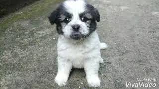 Shih Tzu lai Nhật,size mini.Giá 1tr2 ( Sđt 0382959273 )
