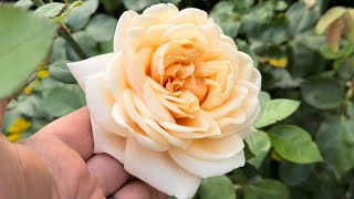 Best Performing Rose of 2024 | Rose Garden Tour | David Austin Roses | Kordes Roses