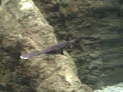 Freak ass Fish
